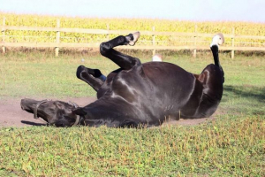Dlaczego koń nie kłamał?